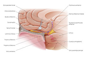 Olfactory nerve (pathway) (Spanish)