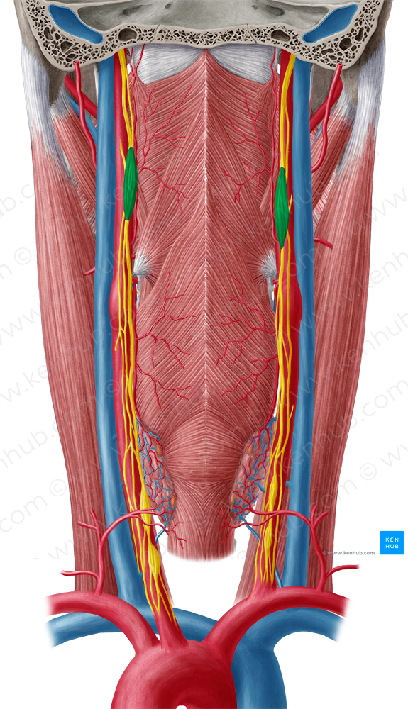 Superior cervical ganglion (3957) Kenhub Image License Store