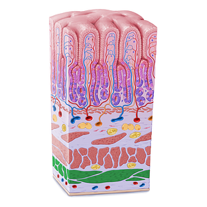 Longitudinal layer of muscular coat of stomach (#21607)