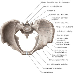 Bony pelvis (superior view) (German)