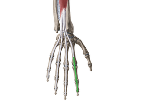 Extensor expansion of 2nd finger (#775)