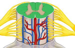 White matter (#9200)