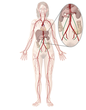 Ovarian artery (#1573)