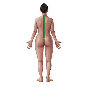 Vertebral region (#21094)