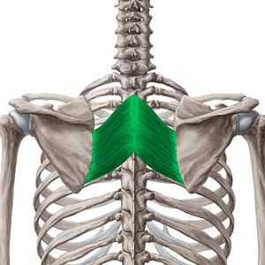Rhomboid major muscle (#5876)
