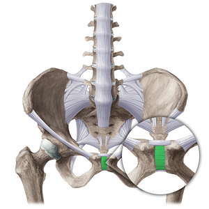 Anterior pubic ligament (#21500)