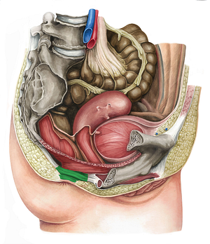 External anal sphincter (#5973)