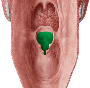 Laryngeal inlet (#598)