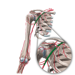 Axillary artery (#890)