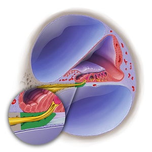 Habenula perforata (#19024)