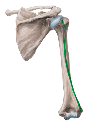 Lateral border of humerus (#19938)