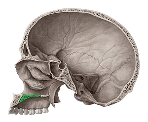 Palatine process of maxilla (#8236)