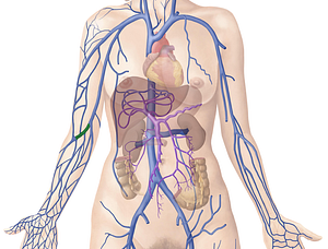 Median cubital vein (#10396)