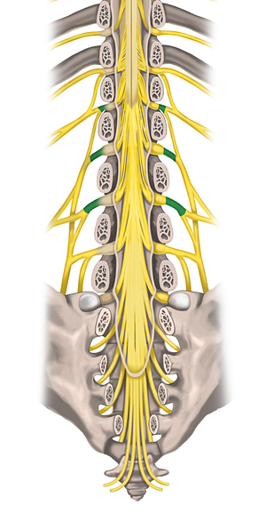 Spinal nerves L1-L3 (#6256)