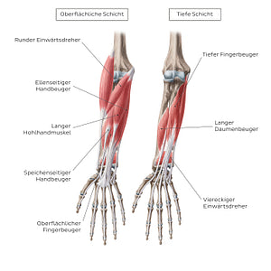 Flexors of the forearm (German)