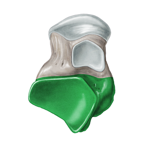 Body of talus (#3003)