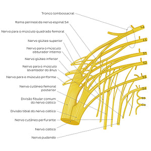 Sacral plexus (Portuguese)