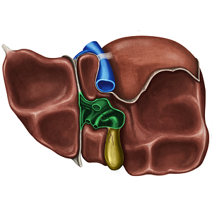 Porta hepatis (#8143)