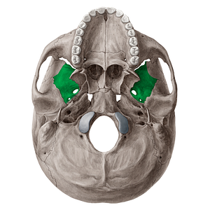 Infratemporal surface of greater wing of sphenoid bone (#21546)