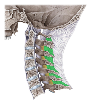 Interspinous ligament (#4462)