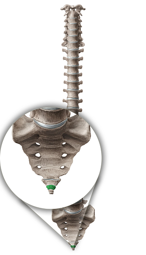 Vertebra Co2 (#12572)