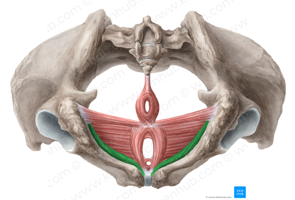 Ischiocavernosus muscle (female) (5503) Kenhub Image License Store