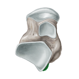 Lateral tubercle of posterior process of talus (#9730)