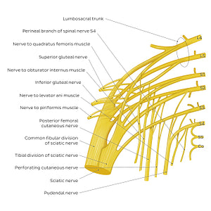 Sacral plexus (English)