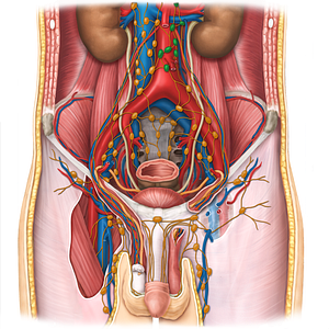 Left lumbar lymph nodes (#7049)