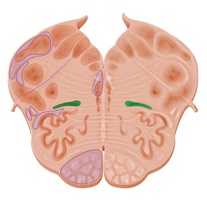 Posterior accessory olivary nucleus (#11094)
