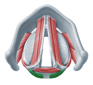 Posterior cricoarytenoid muscle (#18321)