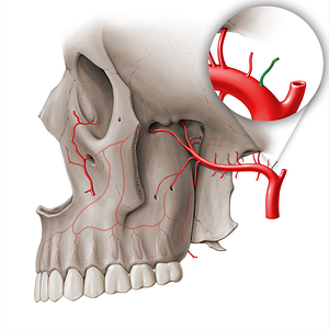 Deep auricular artery (#18506)