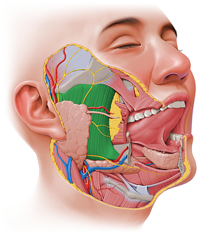 Masseter muscle (#5607)