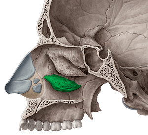 Inferior nasal concha (#2788)