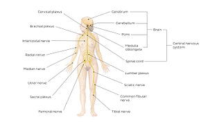 Nervous system (English)