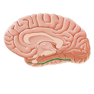 Collateral sulcus (#21176)