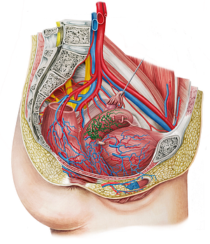 Uterine venous plexus (#8071)