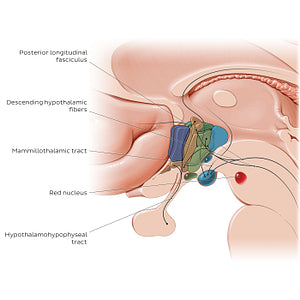 Hypothalamus: tracts (English)