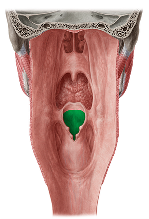 Laryngeal inlet (#597)