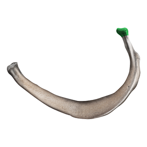 Head of 2nd rib (#20155)