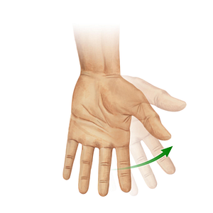 Radial flexion of hand (#11030)
