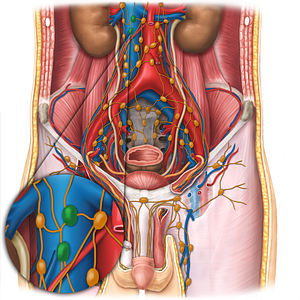 Precaval lymph nodes (#19684)