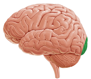 Occipital pole (#8128)