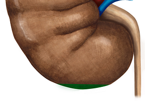 Inferior pole of kidney (#3438)
