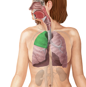 Superior lobe of right lung (#4869)