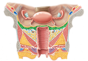 Cardinal ligament (#4656)