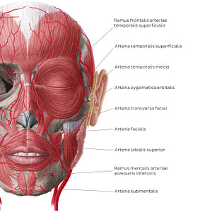 Arteries of face and scalp (Anterior view: superficial) (Latin)