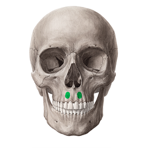 Incisive fossa of maxilla (#21309)