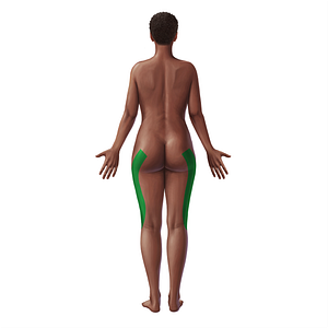 Iliotibial tract (#21038)