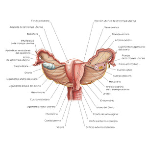 Uterus and ovaries (Spanish)